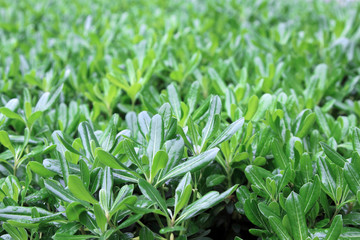 pittosporum, closeup of pictures
