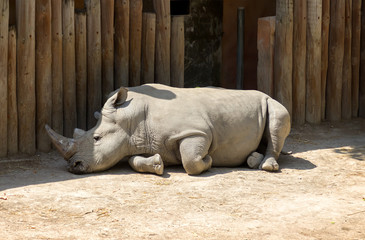 Rhinoceros resting in the shadow of the wooden fence.