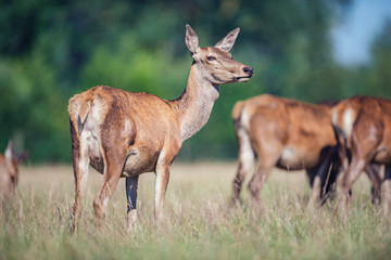 Naklejka na ściany i meble Female red deer in meadow in sunlight.