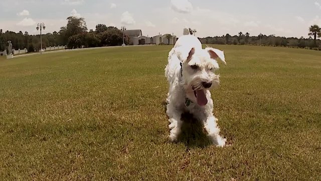 Silver Schnauzer plays with a tenacious spirit.
