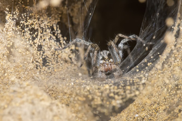 Burrowing Wolf Spider and Web Entrance to Burrow on the Pawnee National Grasslands in Colorado