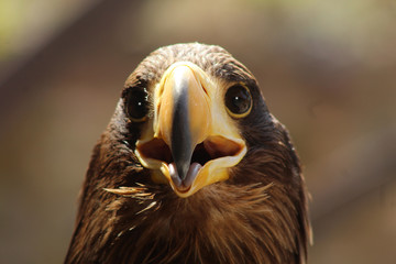 portrait d'un pygargue à queue blanche