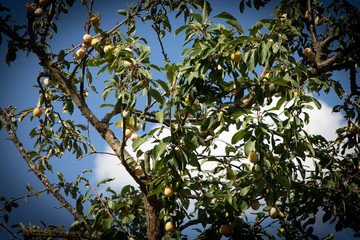 Mirabelles de Lorraine