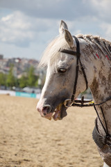 head of a  horse with partial harness in view