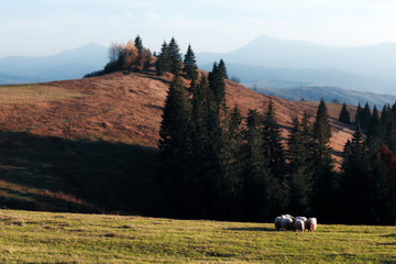 Herd of sheeps in foggy autumn mountains. Carpathians, Ukraine, Europe. Landscape photography