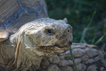 the head of a giant turtle