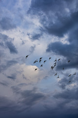 birds flying into colorful sunset sky 