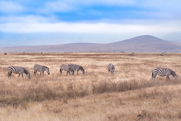 Fototapeta na wymiar A herd of zebra in Serengeti National Park,Tanzania