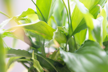 Fototapeta na wymiar spathiphyllum leaves closeup green background