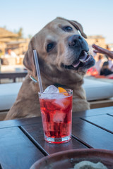 cane contento di bere uno spritz