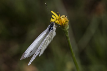 Butterfly on flower