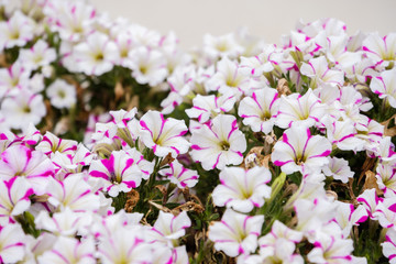 Fototapeta na wymiar composizioni floreali di fiori bianchi e fucsia