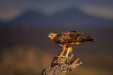 Aquila del Bonelli