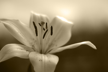 Sepia Colored Orchid