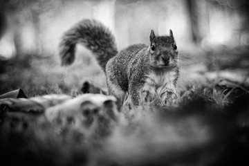 Squirrel Amongst the Leaves