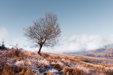 Amazing scene on autumn mountains. Alone naked tree in fantastic morning mist. Carpathians, Europe. Landscape photography