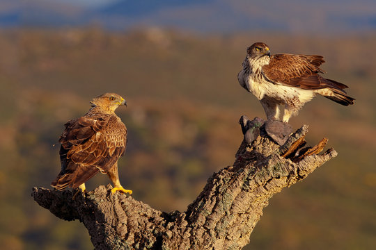 Aquila del Bonelli