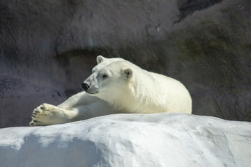white bear on a white rock