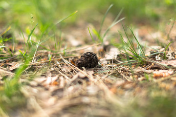 Pine tree cone lying in the forest