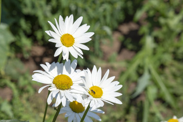 three daisies on a green background