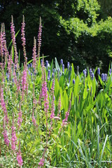 Pink and violet flower