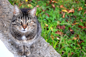 Wild cat at the garden