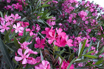 Pink and purple mediterranean flower Oleander Background