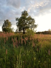 Луговые травы, освещенные вечерним солнцем