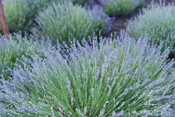 Fields of lavender flowers at sunrise