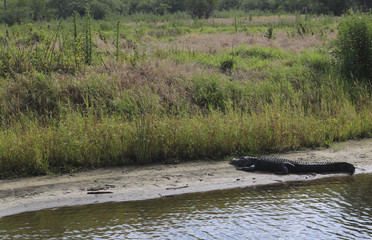 Gator on the Bank