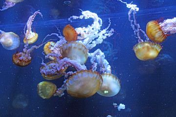Naklejka premium Méduses, Aquarium de Boulogne sur Mer