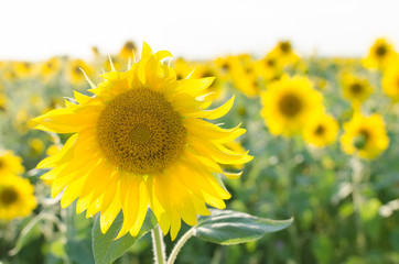 Fototapeta premium Field of sunflowers on Sunny day.