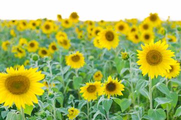 Field of sunflowers on Sunny day.