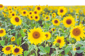 Obraz premium Field of sunflowers on Sunny day.