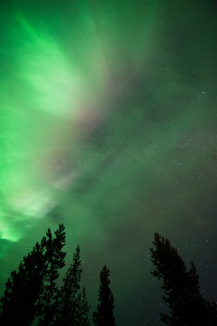 Aurora borealis above treetops