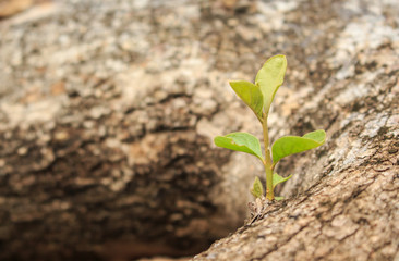 green tree sprout plants growing hope ecology on forest background
