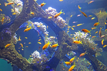 Fototapeta na wymiar Aquarium de Boulogne sur Mer
