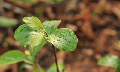 leaf water drop rain raindrop nature background