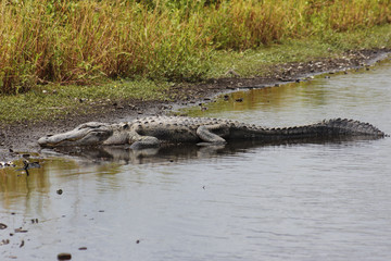 Happy in the Shallows