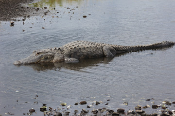 Resting in the Shallows
