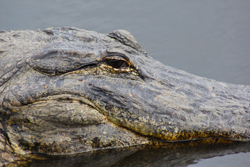 Gator Head Shot