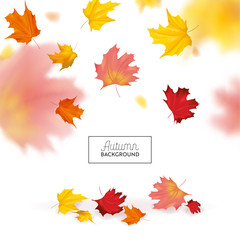 Autumn Background with Red and Yellow Maple Leaves. Nature Fall Seasonal Design Template for Web Banner, Leaflet, Sale, Poster. Vector illustration