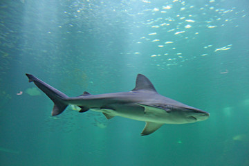 Aquarium de Boulogne sur Mer