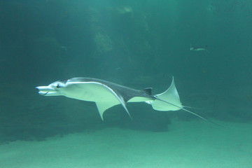 Aquarium de Boulogne sur Mer © foxytoul