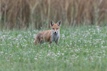 Fuchs