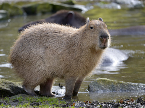 Closeup capybara (Hydrochoerus hydrochaeris) the paws in water at the edge of a pond and seen from profile