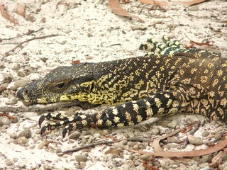 Goanna Australia