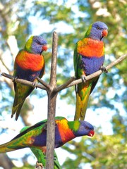 Rainbow lorikeet