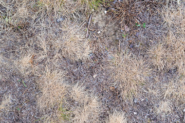Gras ausgetrocknet im Hitzesommer 2018
