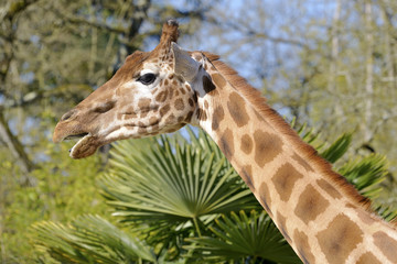 Portrait of giraffe (Giraffa camelopardalis) open mouth seen from profile